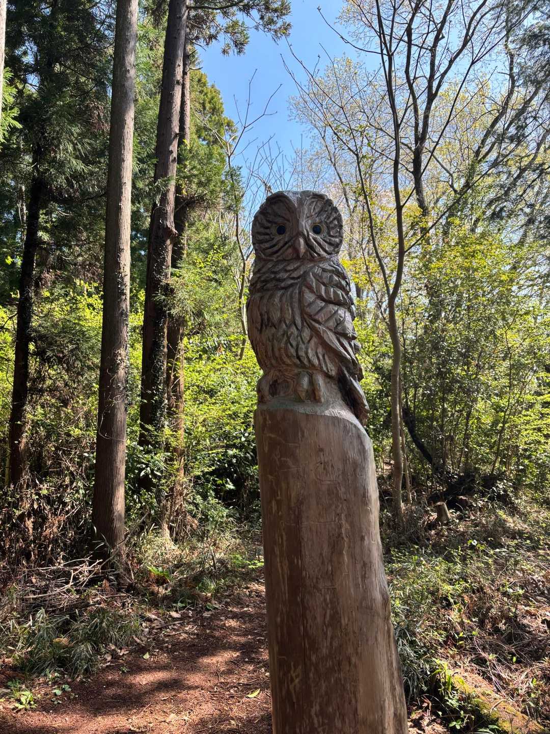 フクロウ🦉ポイント