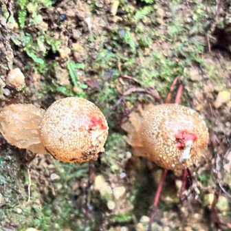 クチベニタケ
土が流れて根元が出て来てる