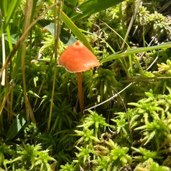 キノコ🍄