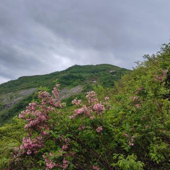 タニウツギと薬師岳