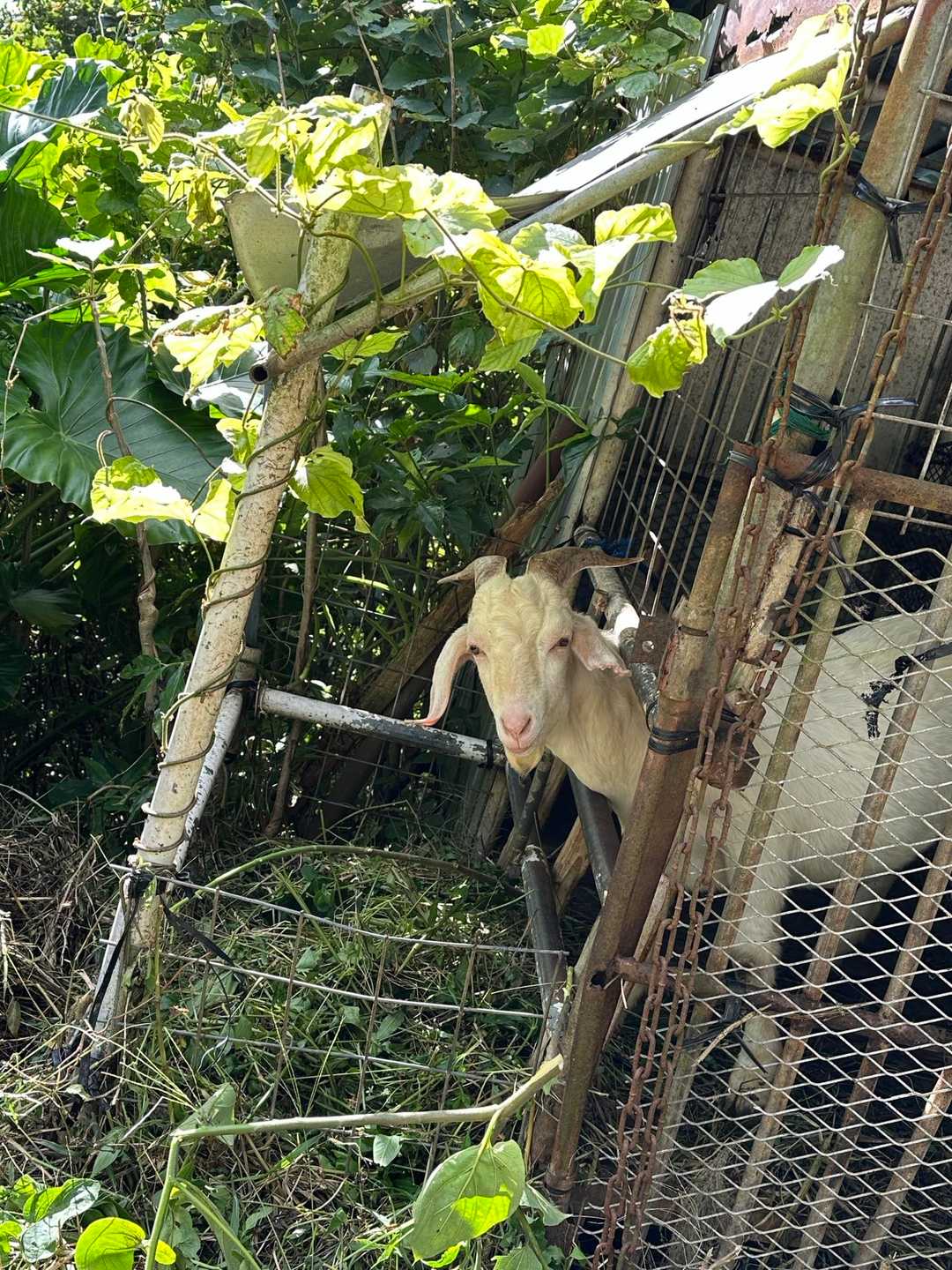 可愛いヤギさん