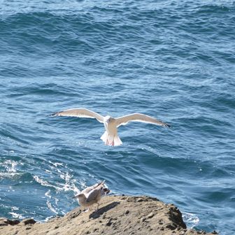 ほぼホバリング状態