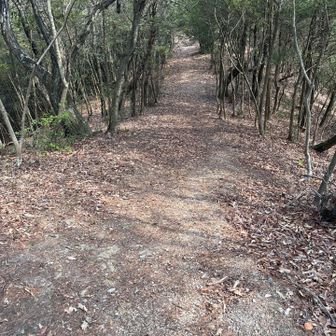 綺麗な登山道を大山に向かってます🙂