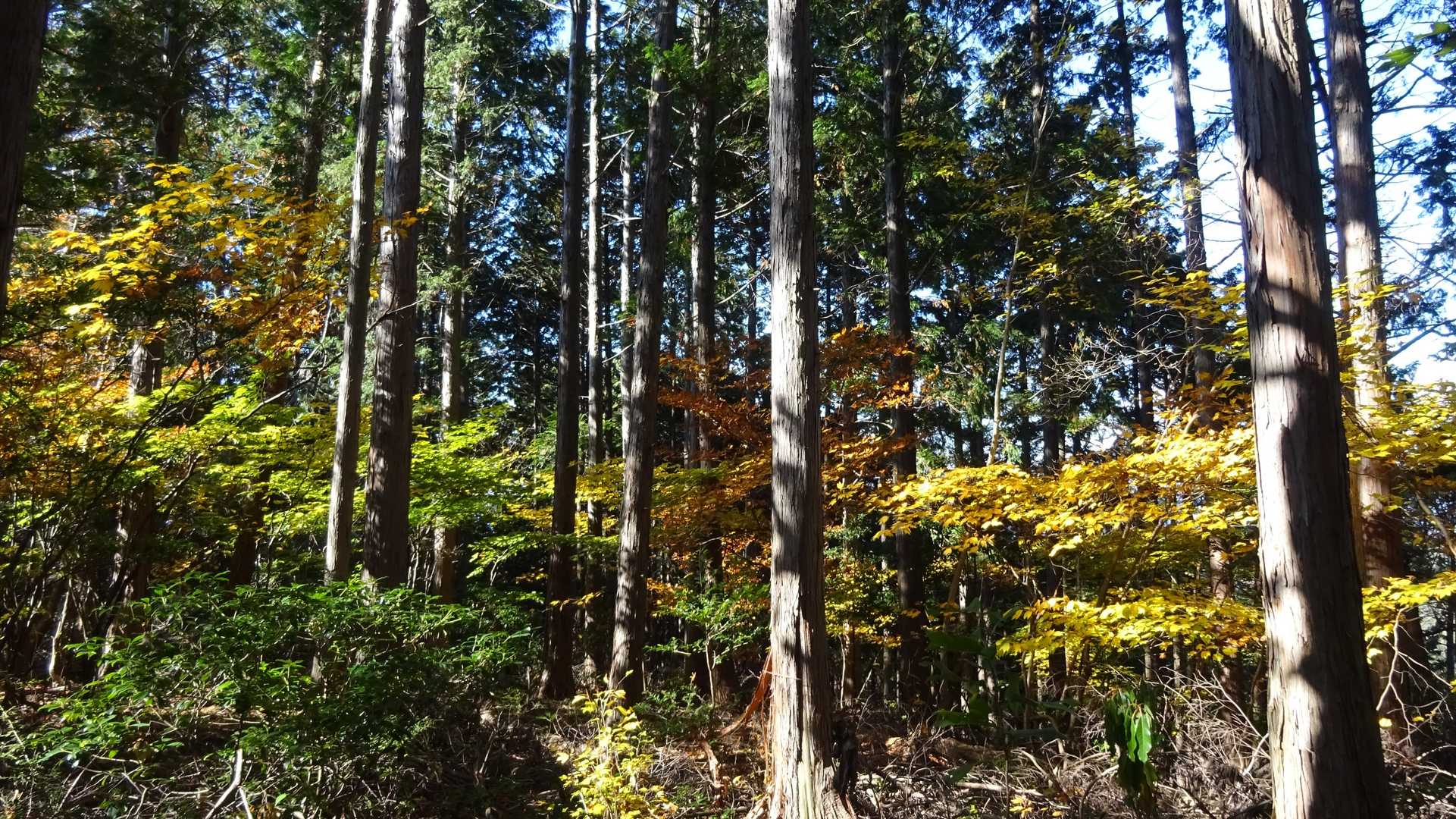 紅葉が.....👀
