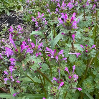 下山は端折りました。
下から登ってくる大学生の男の子達に
お姉さん何分かかりますか？って聞かれた😆

「お姉さん」ってところ
ちゃんとわきまえてる😜
20分くらいかなぁと。
覚悟して登ってね👍なんていっちゃったよぉ〜

革靴👞だったなぁ🤔

あと一つ登らなきゃいけない山がある⛰️急がなきゃ夕暮れになる