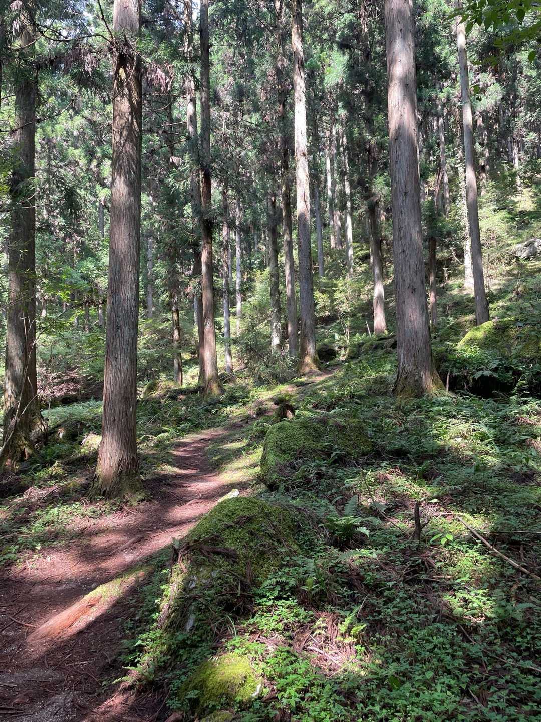 オオキツネノカミソリ・ケヤキの森登山口-大栗山 周回コースの写真