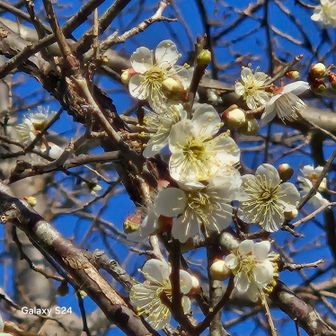 中里登山口近くで梅をみーっけ👀
その後ニ宮駅にではなく、せせらぎ公園に寄り道
登山口に案内があり、1.5キロ
しかし、その後の案内看板探せず😿…だいぶ遠回りしてしまった😱😂