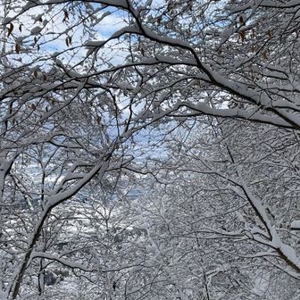雪の華…陽がさすときれいなのに、スマホの準備でモタモタしていると、みるみるうちにこんな色に😆