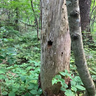 キツツキの穴？！ドラミングも聞こえた