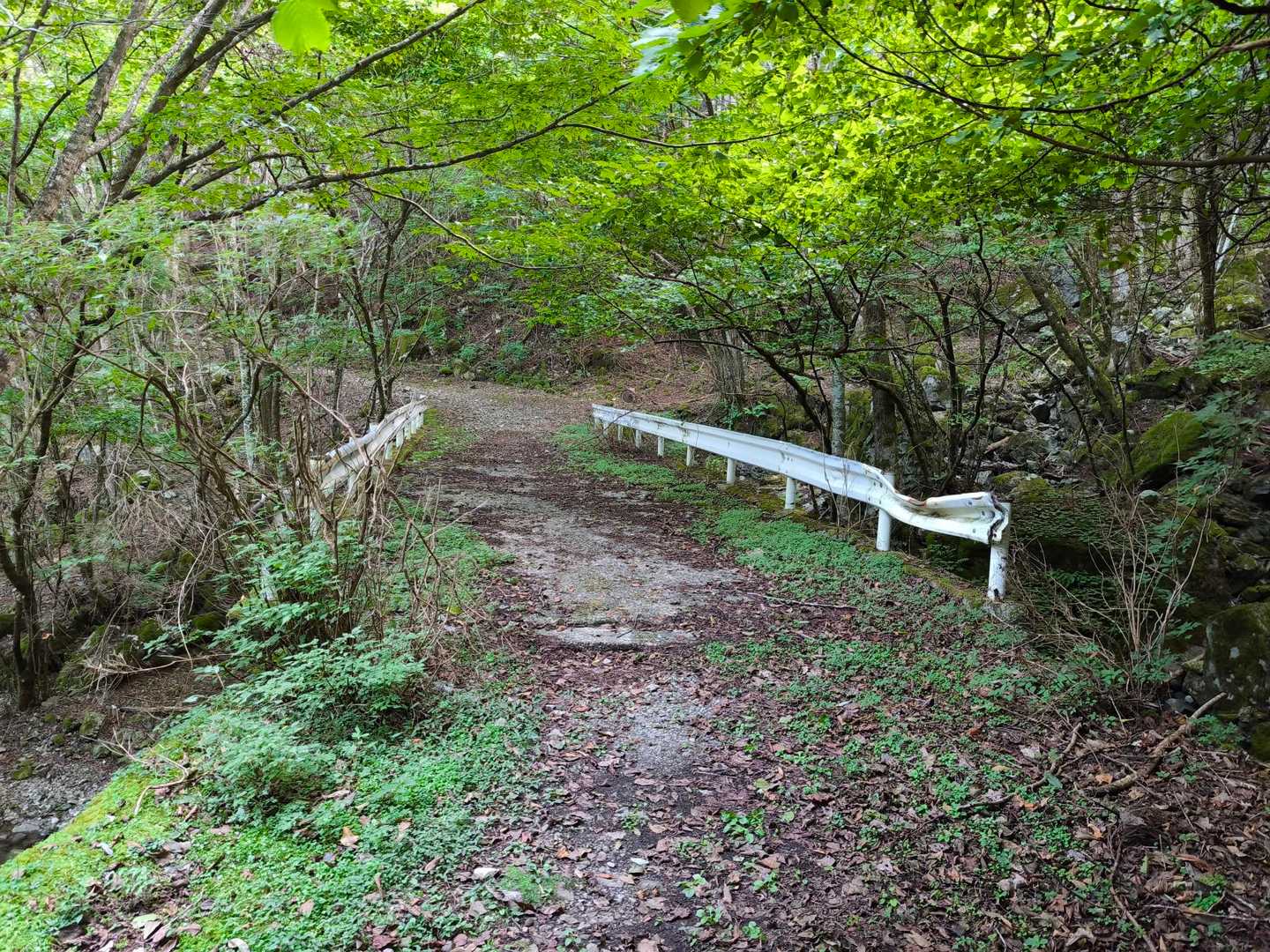 林道に出ました。もう安心です😌