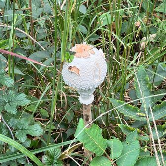 まるで人工物のようなカラカサダケ🍄
誰かが木の棒に石膏をくっつけたかのような見た目をしてます。