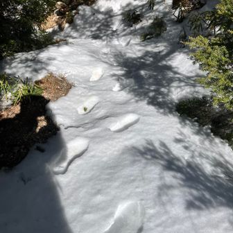 ここからは破線。
さっき気分で決めたルートなので活動計画になくちょっと緊張💦
トレースは‥お一人分と思われます。
まだ新しそう✨