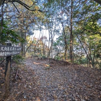 通り道＆分岐にある伊庭山ピーク