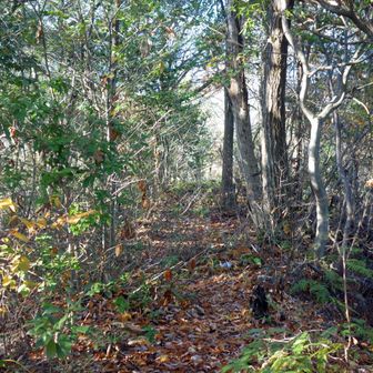 三方に明瞭な踏み跡が伸びる。