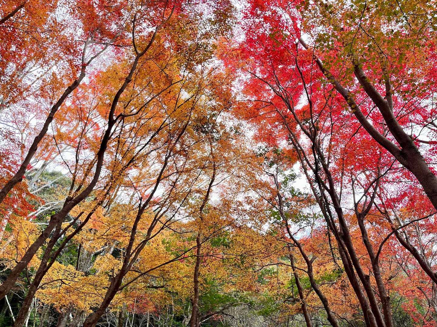 🍁