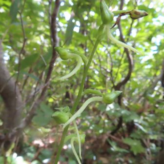 ジンバイソウ（小屋付近）･･･!
２本枯れていました･･･?
暑さのせいでしょうか･･･?