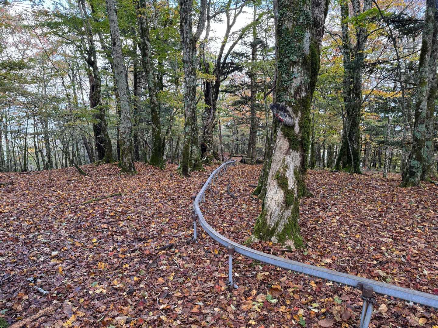 このモノレールの方角(ゆるい下り)は、登山道じゃないんだけど、行けそうで行ってみたい。
行かないけど🫢
