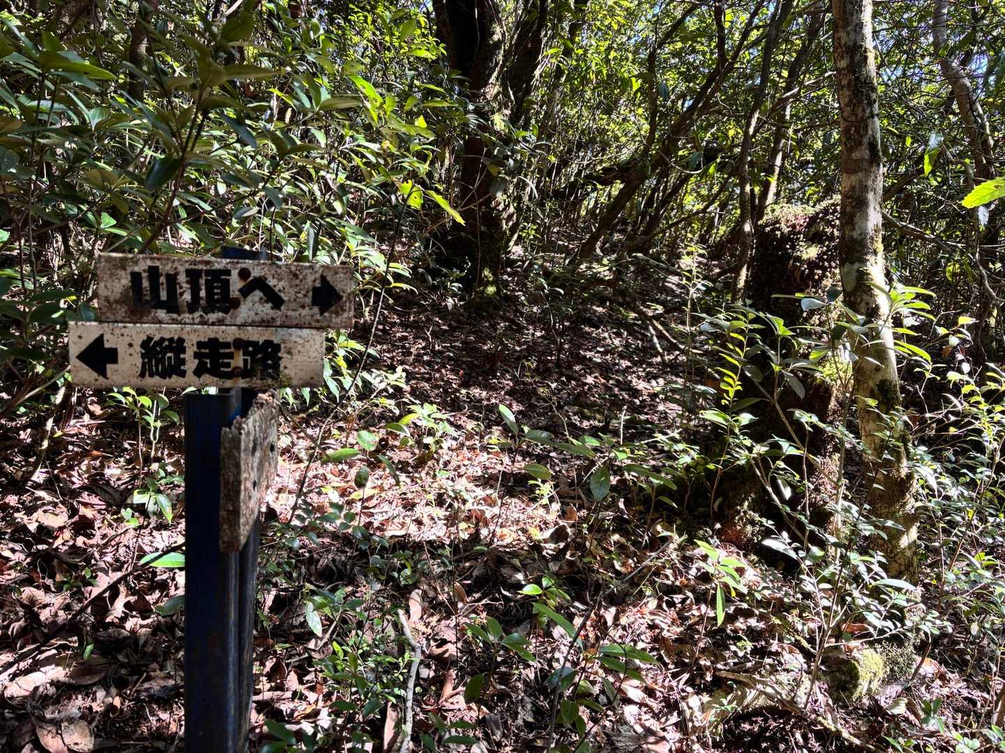 分岐📍
荒西山まであと少し