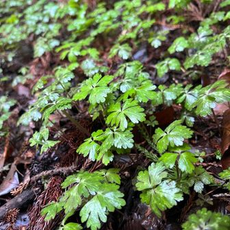 確かこれがニリンソウ　花の気配ゼロ😂