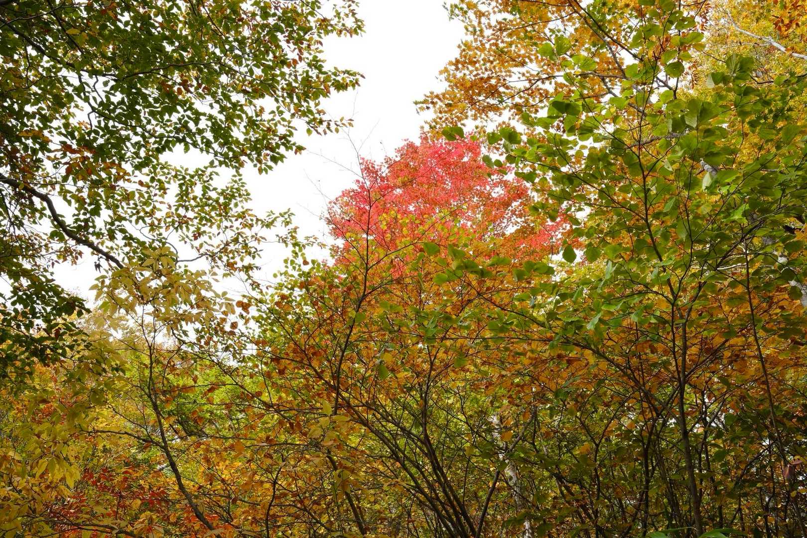 紅葉が綺麗なところがちょこちょこで始め〜