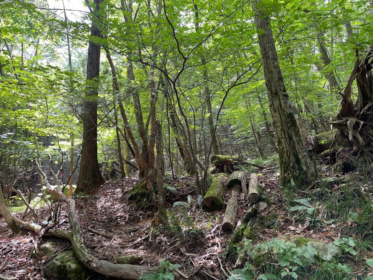 この辺から植林が終わって
自然な森の雰囲気に🌲