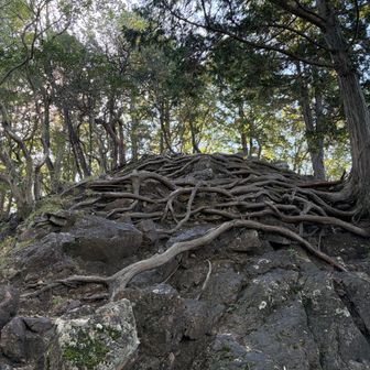 杉の木の根が張れないので岩稜帯の上に根が出て来ています。