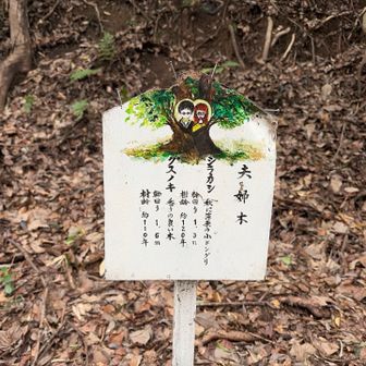 夫婦木