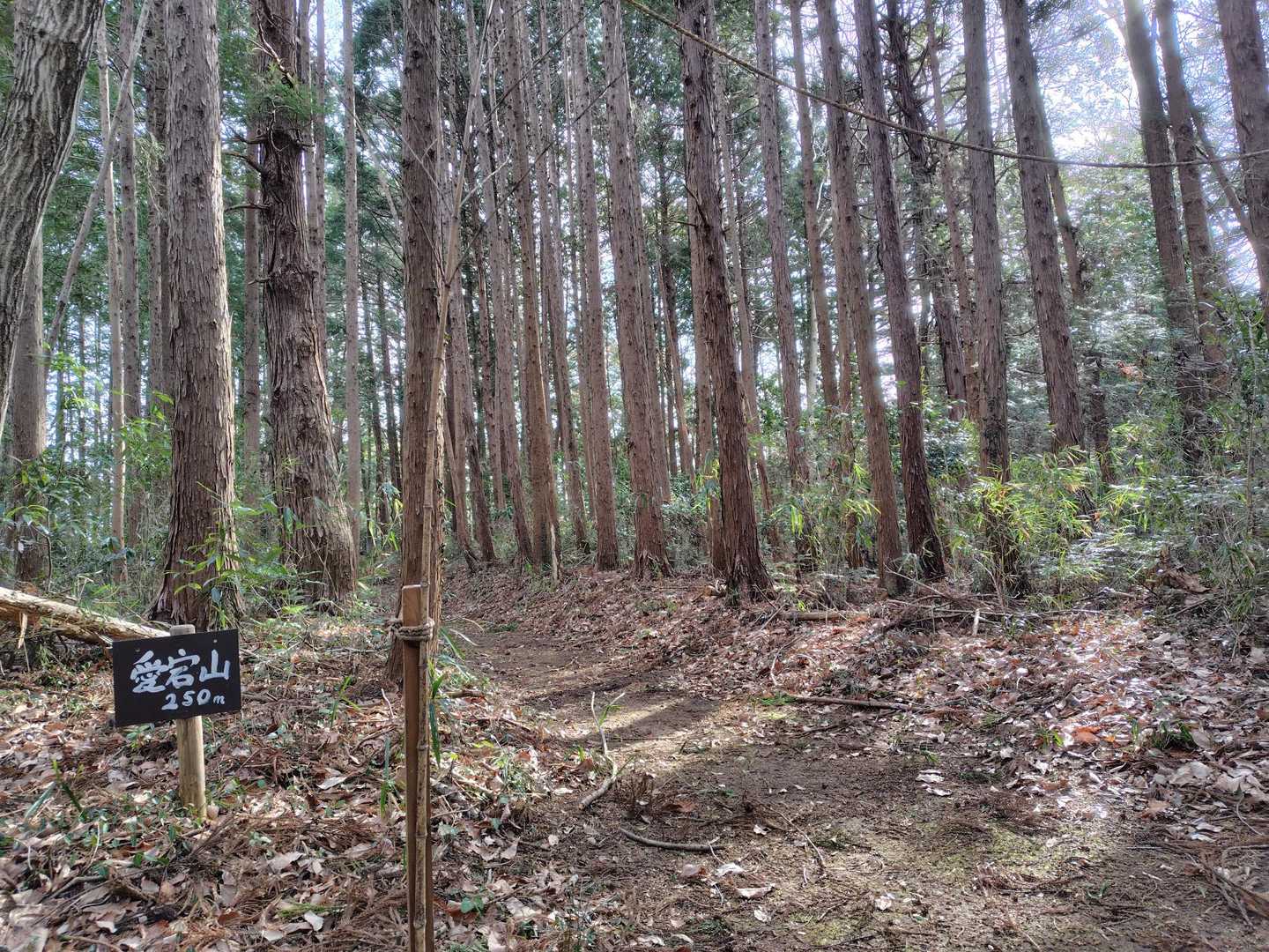 歩いて5分くらいで愛宕山に。
早っ‼️