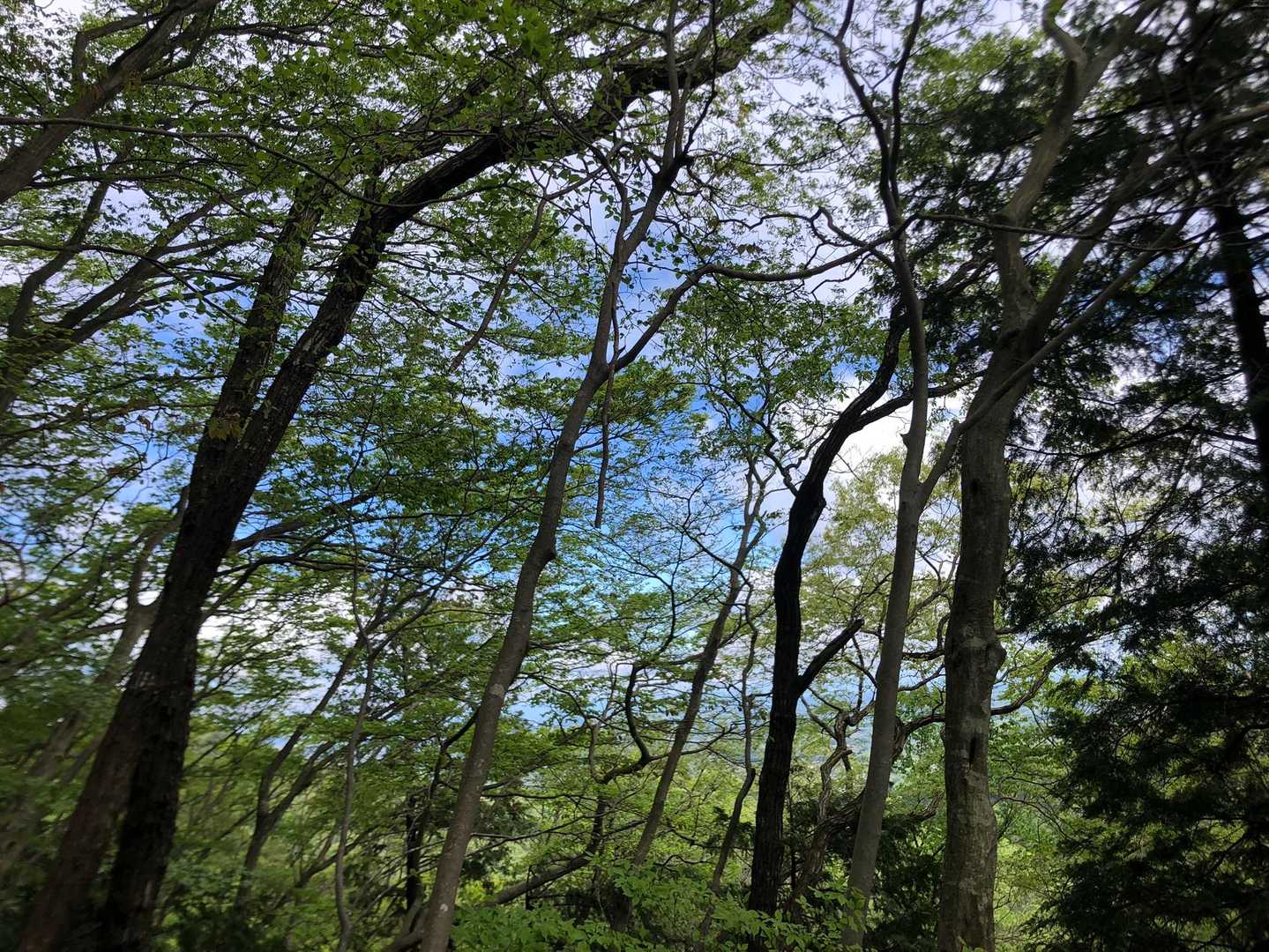 大川戸登山口-雨巻山 往復コースの写真