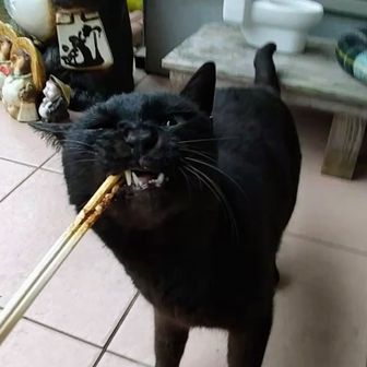 黒猫のクロちゃん🐈‍⬛