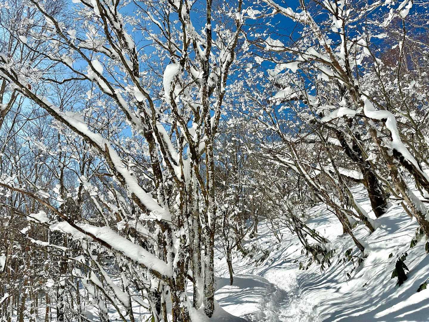 ❄️❄️❄️  🩵
