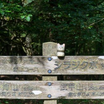 シラジクボの分岐到着

ここから下山予定だったけど、予定より巻いていて時間があるので小持と大持も行くことにします