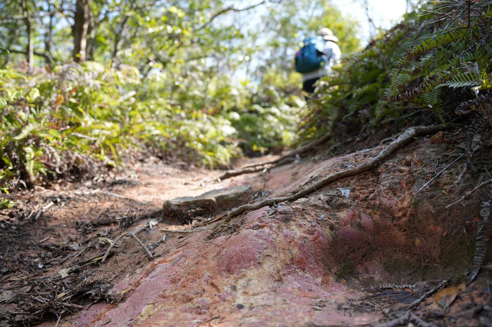 瀬戸内の山と違って、赤土です！👀