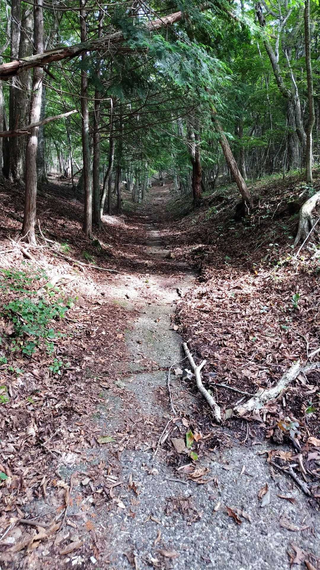登山道入口　こんな感じの雰囲気でSTART