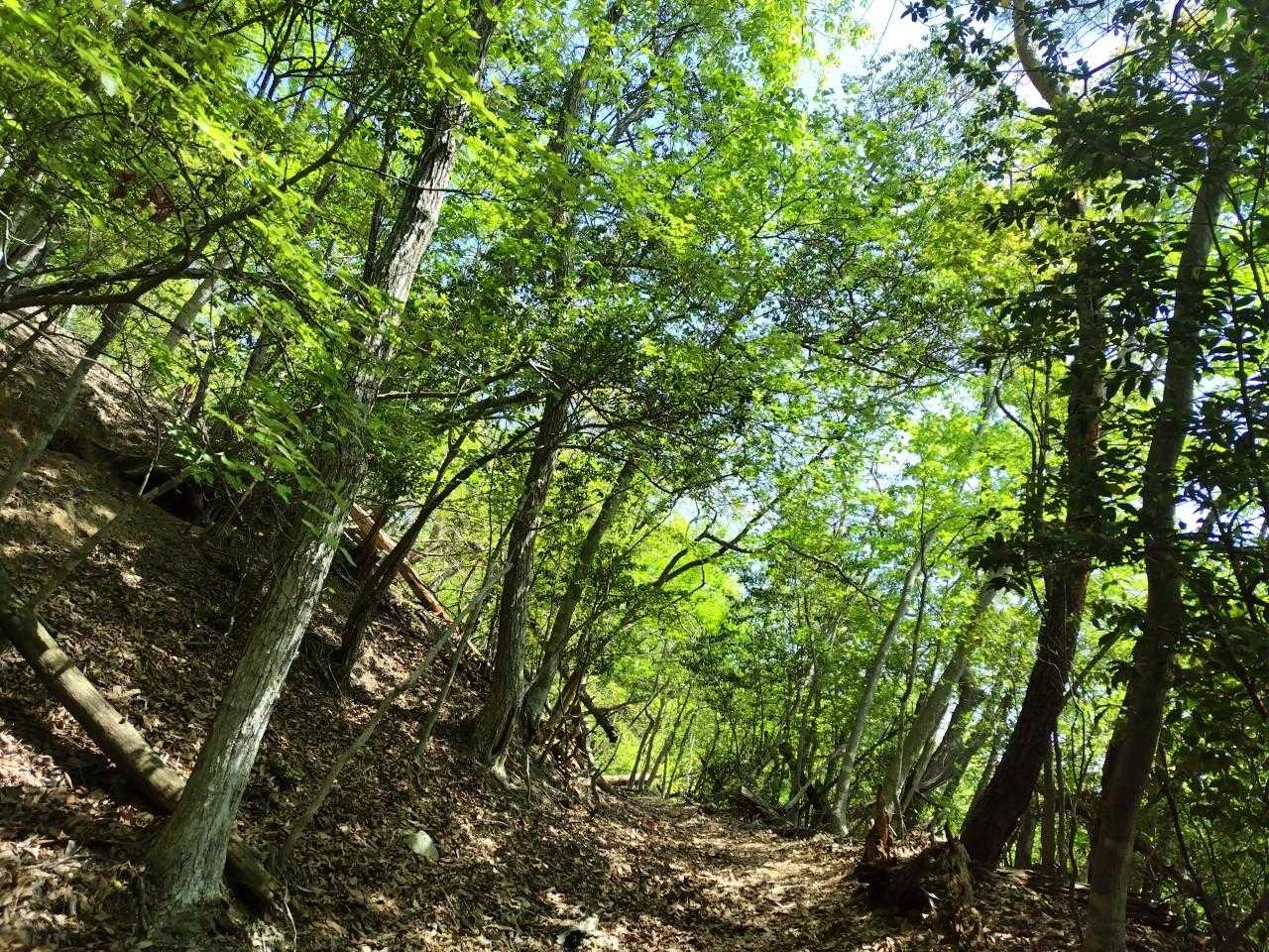 釈迦岳-カラ岳-イン谷口バス停 周回コースの写真