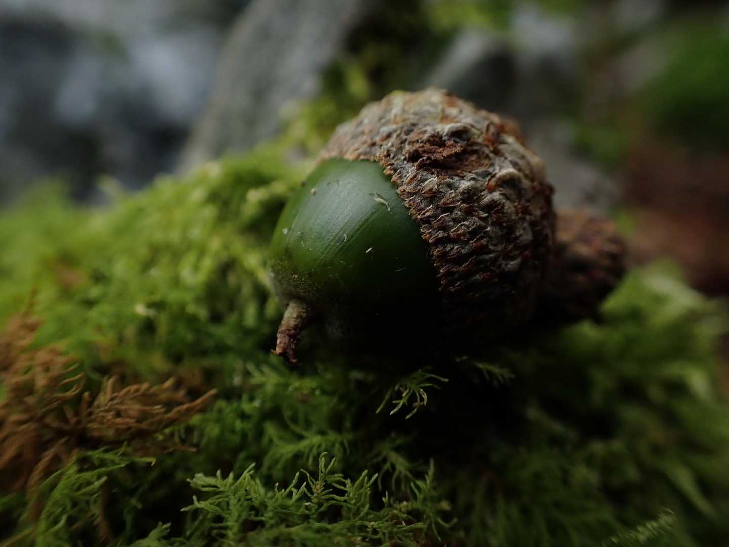 丸笹山 周回コースの写真