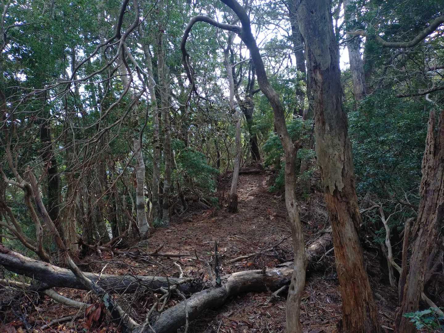 登りの道くらいしか撮るものがないです