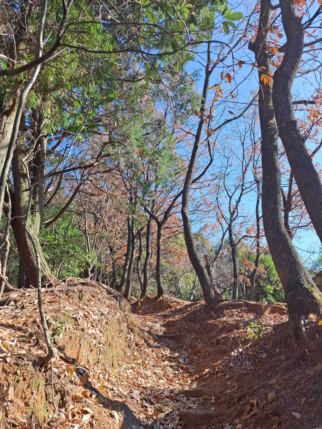 歩きやすい登山道