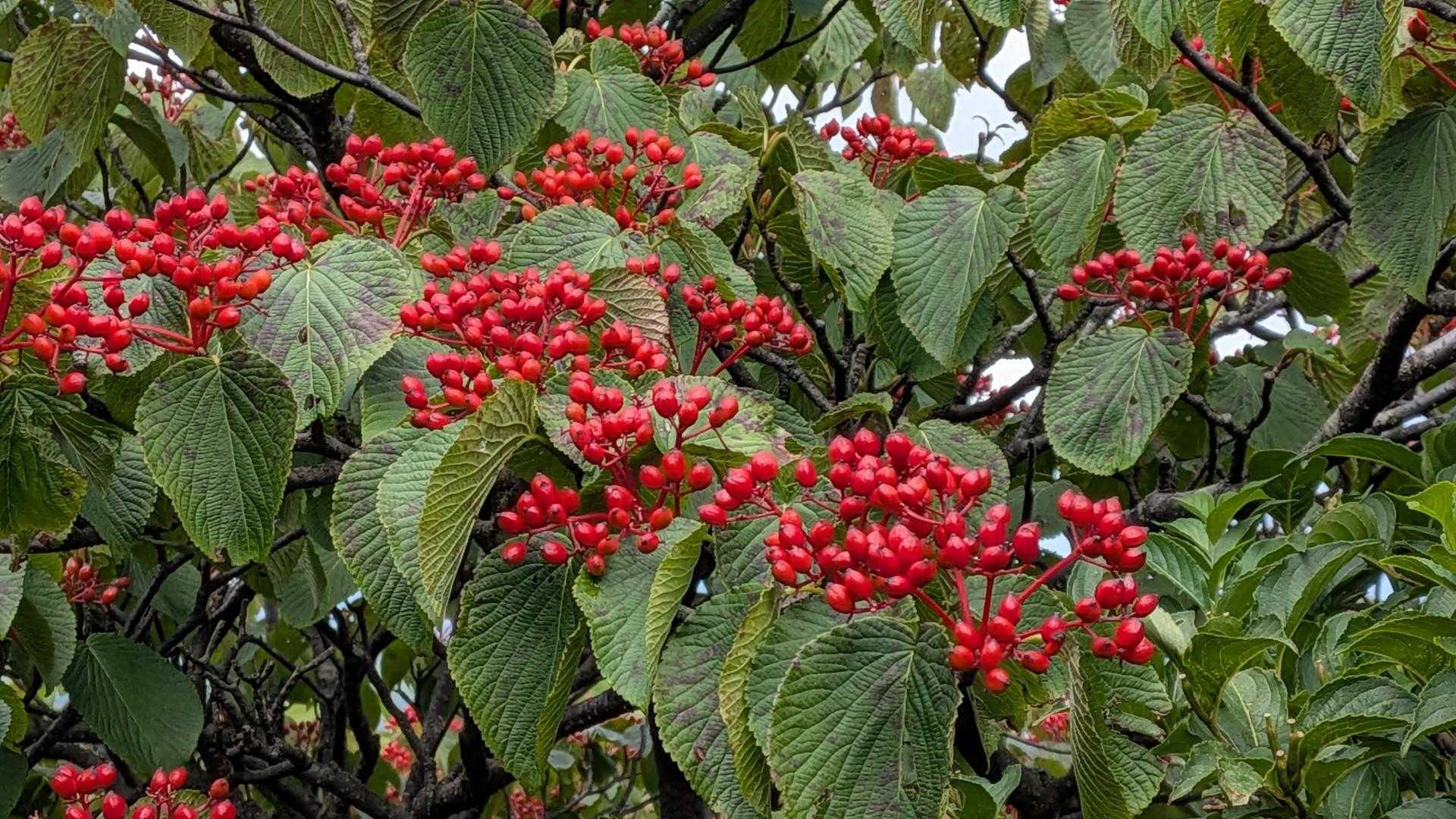 ガマズミの赤い実🔴🩷