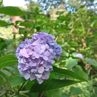 季節外れのあじさいも