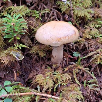 キノコ🍄