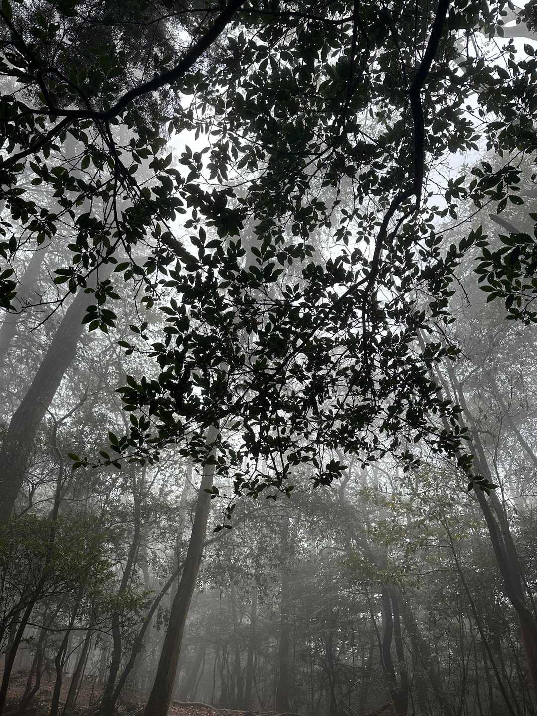 幻想的です。