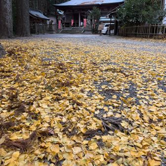 イチョウのカーペットと社殿。冬ならではの風情