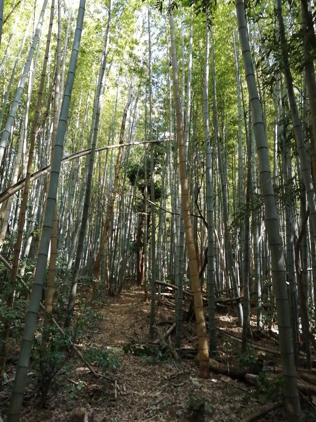 竹林の中は少し空気が変わる気がします