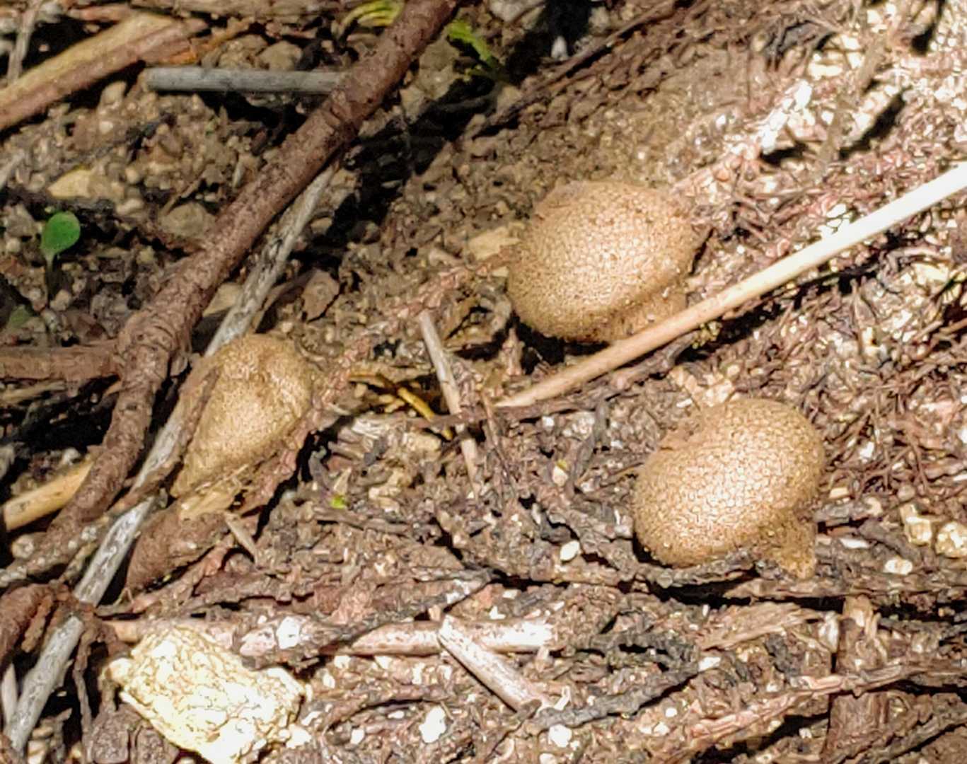 ホコリタケ🍄
押したら胞子でるヤツ。
🍄本体にどんぐりが落ちて胞子が飛び出すのを狙って、どんぐりなどが実る木の近くに多く生息するみたいです🎵