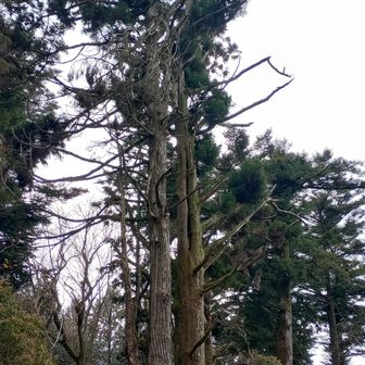 天狗杉。背景が青空だったら良いのに、残念。