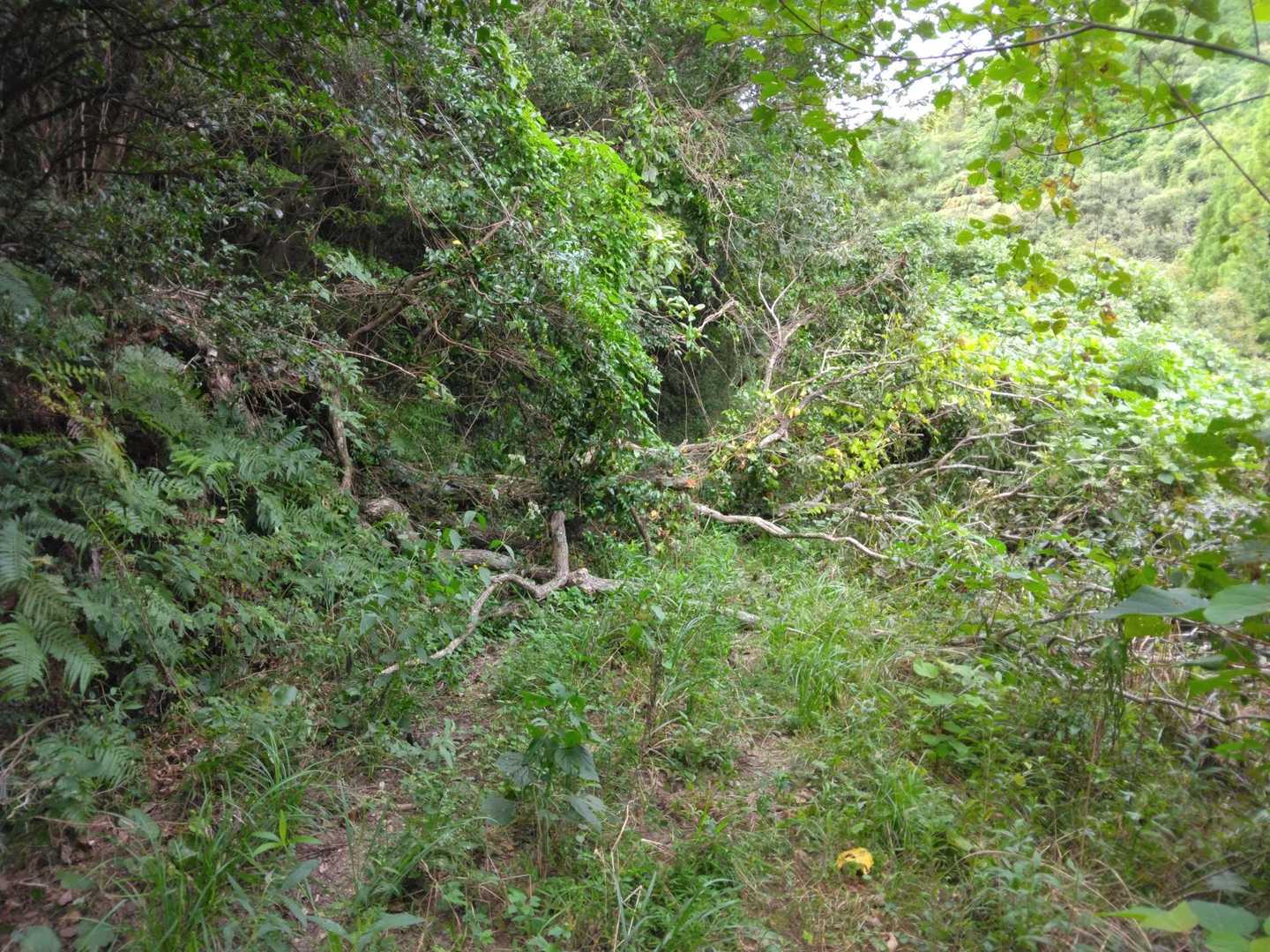 もしオフロードの車で草をなぎ倒しながら来てもこの倒木は邪魔です。