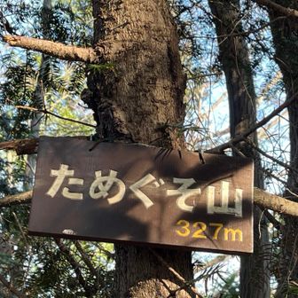 本当に、たぬきのふんだまりいっぱいありましたよ✭◡̈