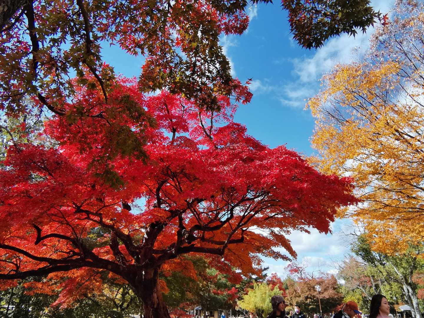 近鉄奈良駅-若草山麓バス停-若草山 往復コースの写真