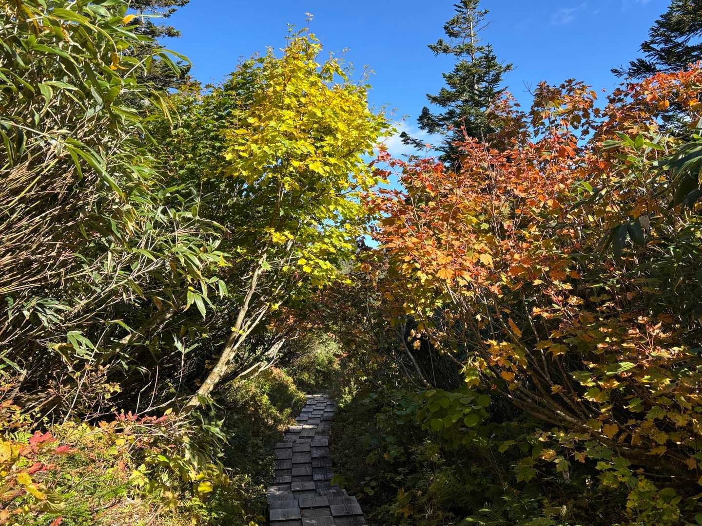 八幡平登山口-八幡平-源太森-茶臼岳-見返峠 周回コースの写真